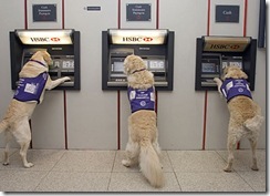 dogs_atm