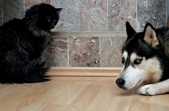 Dogs and cats living together are often friends, but it's the cat's comfort with the dog that matters most