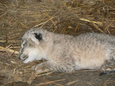Lion Cub