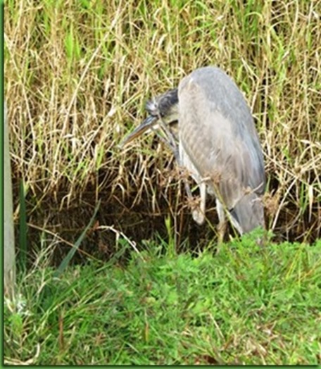 IMG_6648_thumb