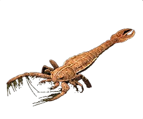 Jaekelopterus Rhenaniae - Giant Sea Scorpion