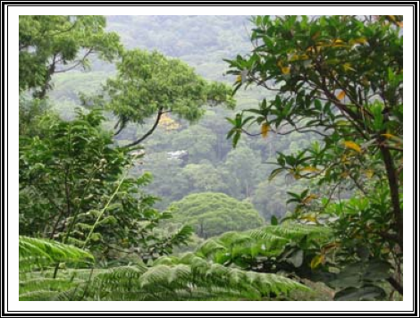 FLORESTA-DA-TIJUCA