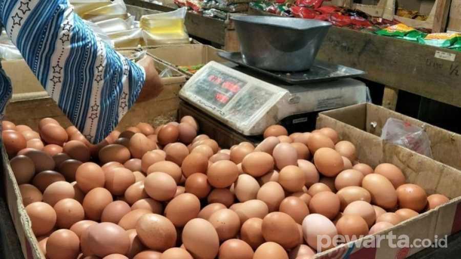 Harga telur ayam ras naik