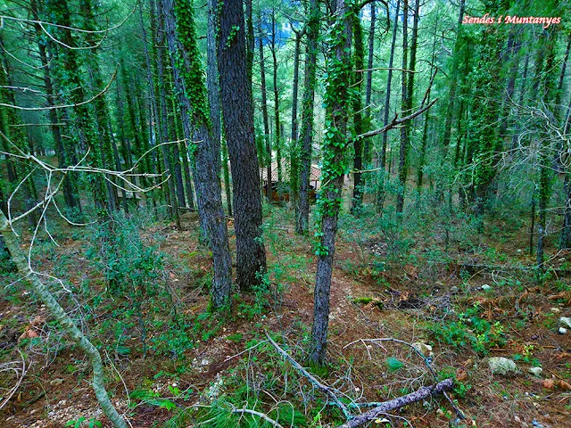 Bosque de pinos al lado del aparcamiento