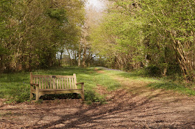 wildflowers in the woods in spring Norfolk