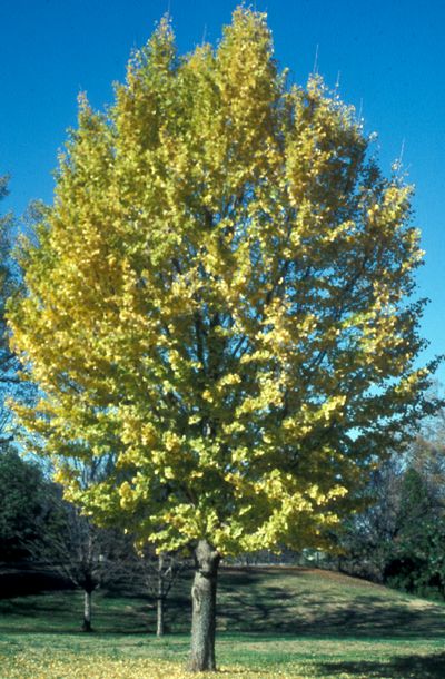 Autumn Gold Ginkgo8