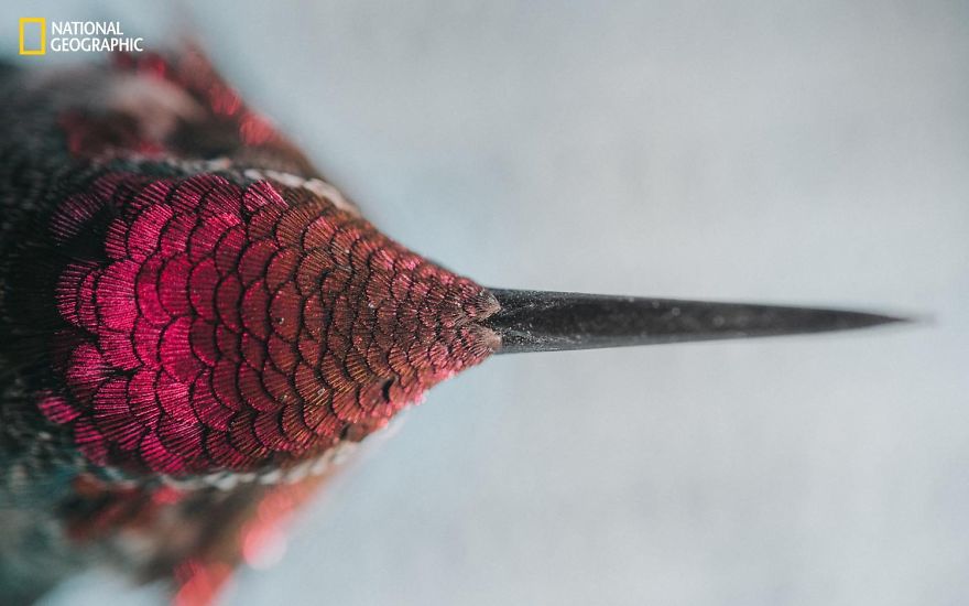 20+ Of The Best Entries From The 2016 National Geographic Nature Photographer Of The Year - Hummingbird