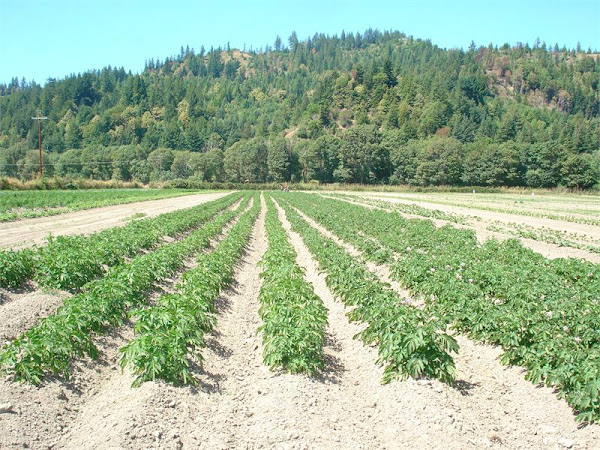 The College of the Redwoods Student Farm (My Other Life Passion)