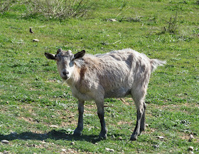 Goat - Boquer Valley