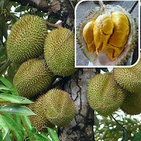Durian Musang King