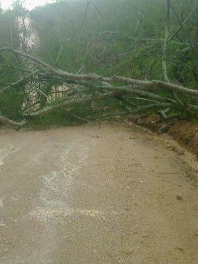 QUEDA DE ÁRVORE NA SERRA DA BAETA