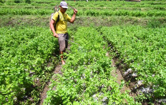 Cara Menanam Seledri dengan Mudah di Rumah Solusi Menarik