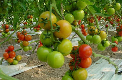 أطوار مختلفة من مراحل حصاد ثمار الطماطم حسب نضجها