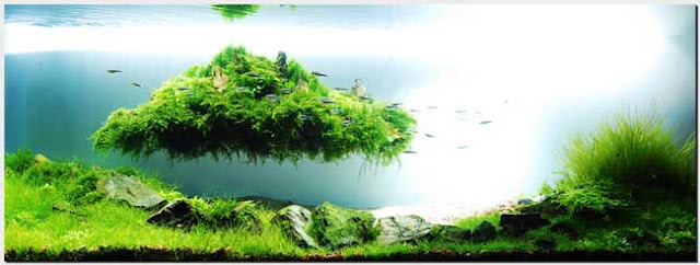Best Aquascape The No 2 Hobby In The World