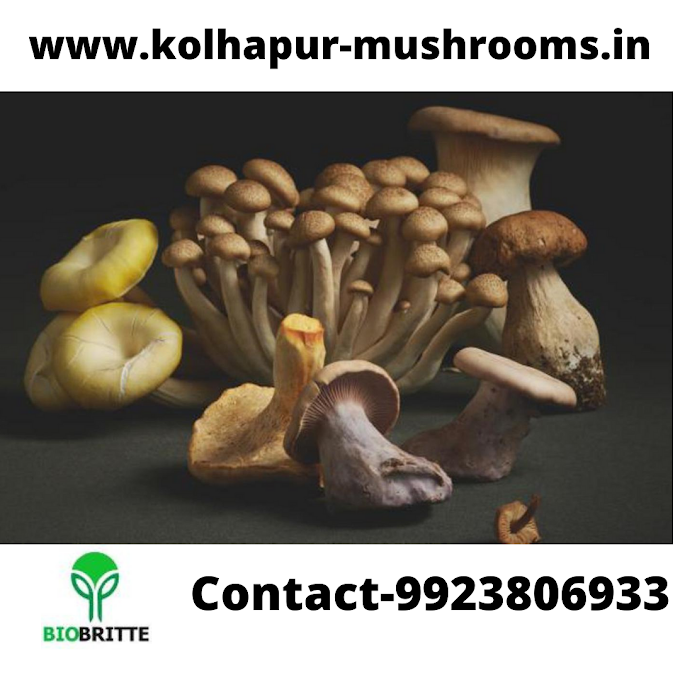 What are the principles of mushroom cultivation? | Mushroom farming | Biobritte mushrooms 