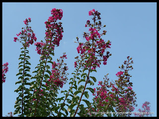 pink flower tree with blue sky