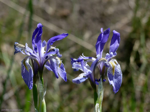 08: showy blue fowers