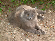 Siberian Cat