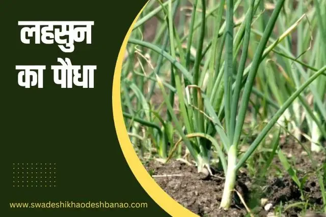 Information about Garlic plant in Hindi