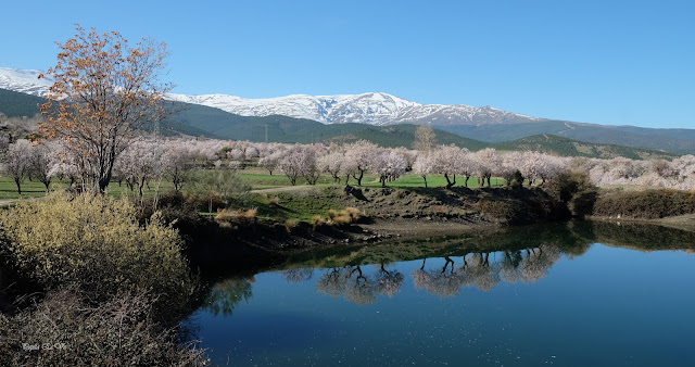 Lanteira-Alquife-Balsa-Almendros-en-flor