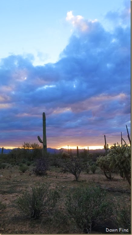 Saguaro NP West_103