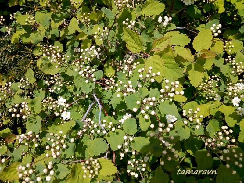 Спирея уссурийская / Таволга уссурийская (Spiraea ussuriensis)