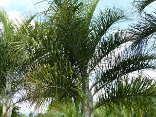 Dypsis madagascariensis - Palmier plume de Madagascar