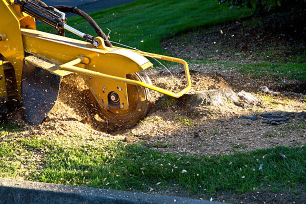 Rent Stump Grinder