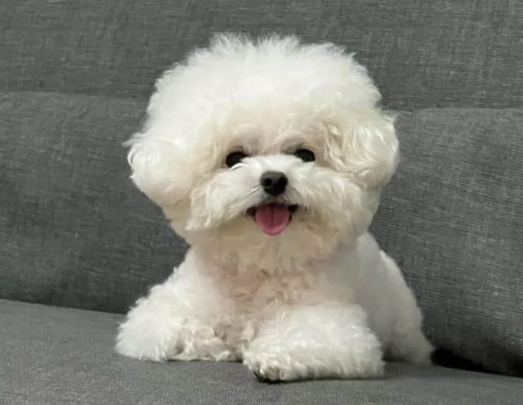 Bichon frise playful and gentle dog