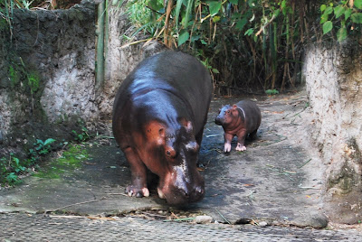 92042_bayi-kuda-nil-di-taman-safari-indonesia