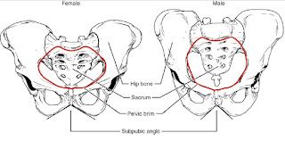 perbedaan tulang pinggul antara pria dan wanita