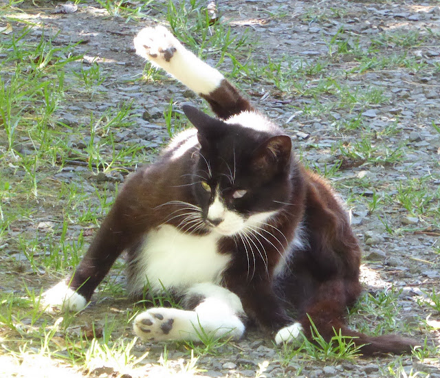 Squeaky the harlequin tuxedo cat has her bath interrupted