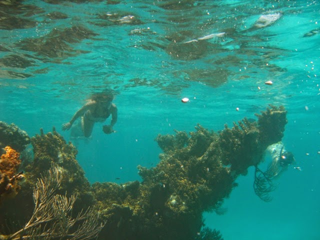BVI (486)