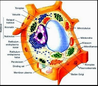 organel sel tumbuhan dan fungsinya