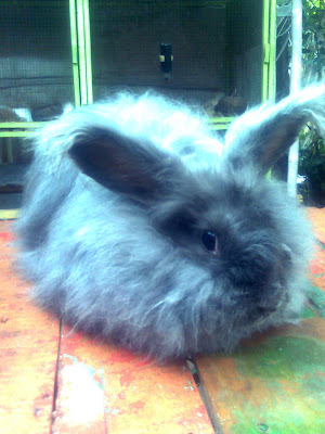 kelinci giant angora biru