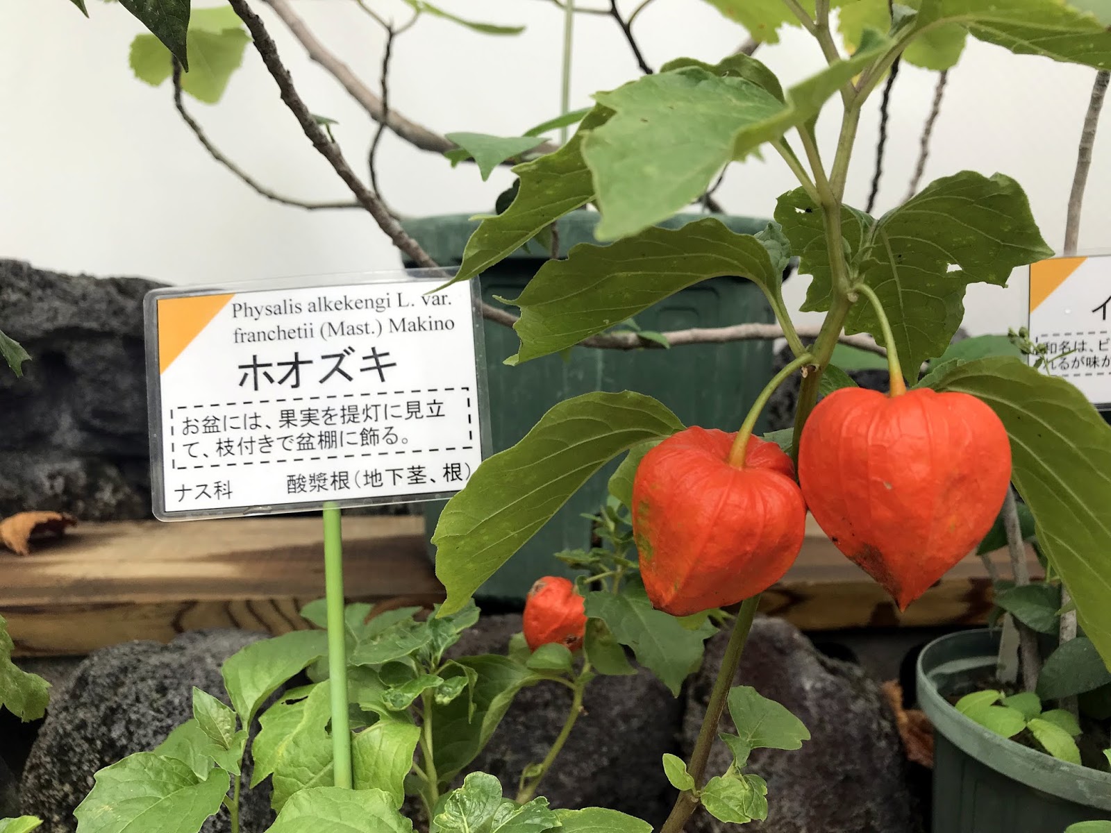 広島市植物公園ブログ 9月 19