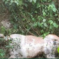 Gawat!!! Harimau Sumatera Mangsa Sapi Dan Anjing 