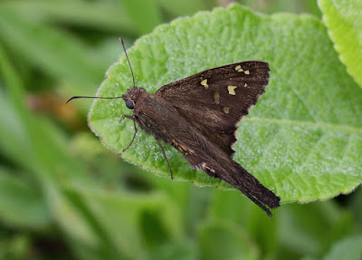 Mariposa coluda manchas doradas (Urbanus dorantes)