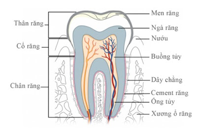 Xử lý đau nhức răng cấm hiệu quả 
