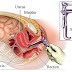 Pap Smear untuk Kanker Serviks