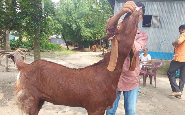 ছাগলের ছবি। ছাগলের পিক। ছাগলের পিকচার