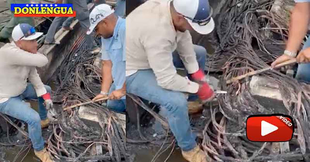 Con un cuchillo de cocina y un palo trabajadores de CORPOELEC reparan averías