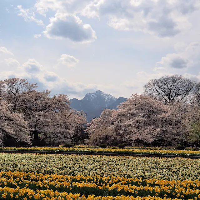 山高神代桜　水仙