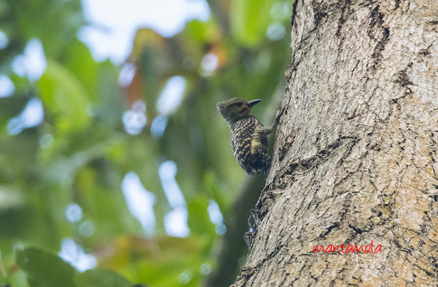 Grey-and-buff Woodpecker