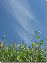 Vert et ciel Printemps
