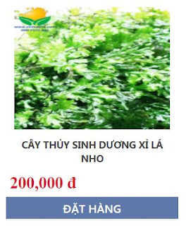 Hãy bấm nút đặt hàng khi bạn chọn được sản phẩm thủy sinh vừa ý