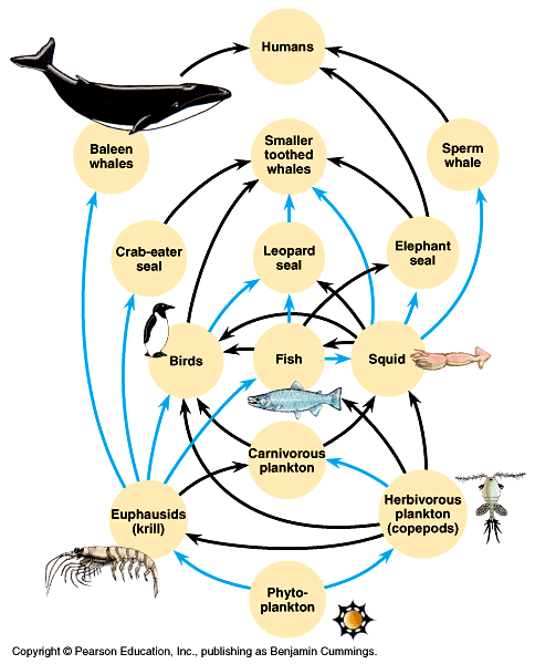 food chain examples. forest food web examples.