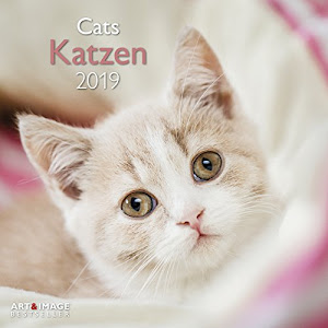 Katzen 2019: Broschürenkalender Art&Image