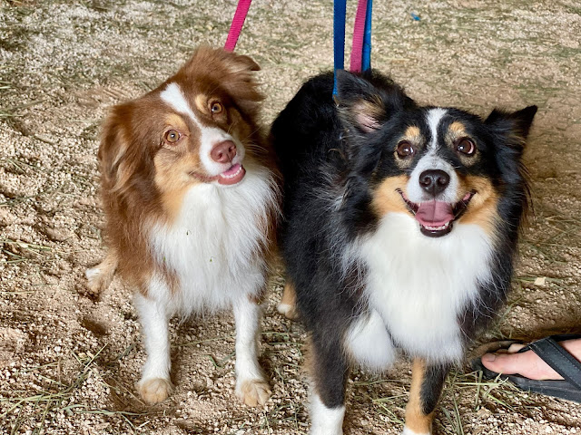 Bricole Reincke, Miniature Australian Shepherds, Miniature Australian Shepherd, Mini Aussies, Mini Aussie, Australian Shepherds, Australian Shepherd, Red Tri, Animal Fanatic, Animal Fanatics, Equestrian, Horse, Horseback Riding, Horse Care, Southwest Ranches