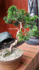 bonsai, juniperus bonsai, training juniper, itoigawa bonsai
